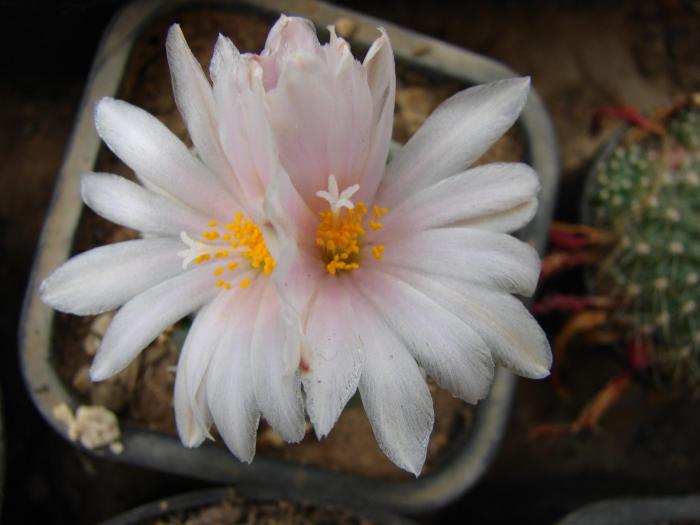 Turbinicarpus lophophoroides