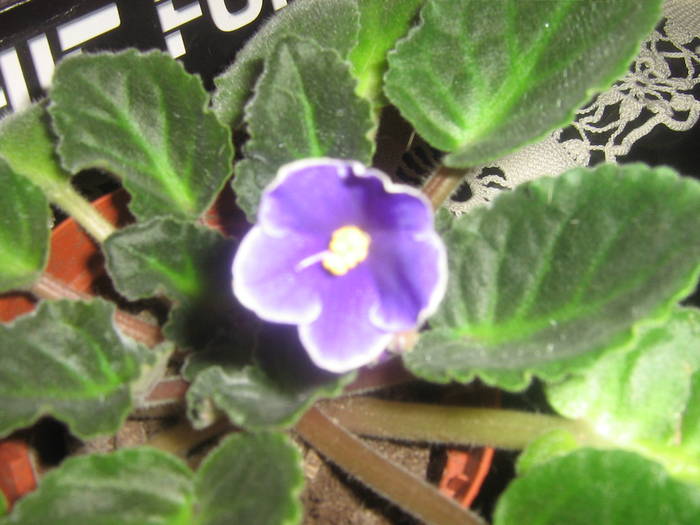 IMG_2268; violeta( rain man ?)
