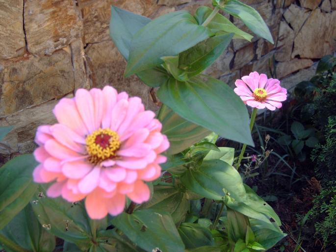 carciumarese - Plantele mele de terasa si exterior