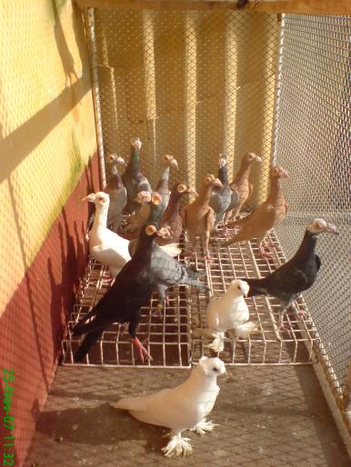 34 - porumbei carieri - 2007