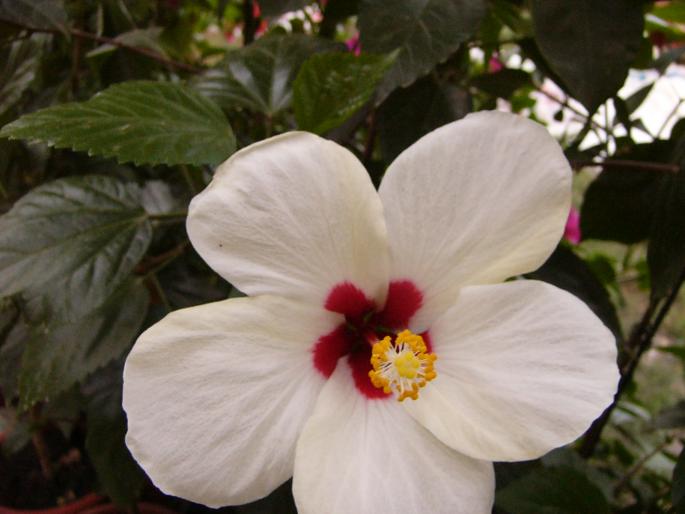hibiscus