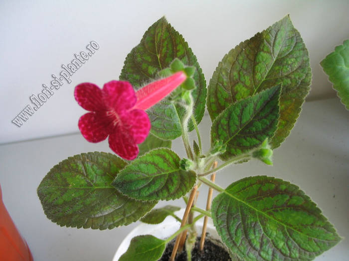 Kohleria Texas Rainbow