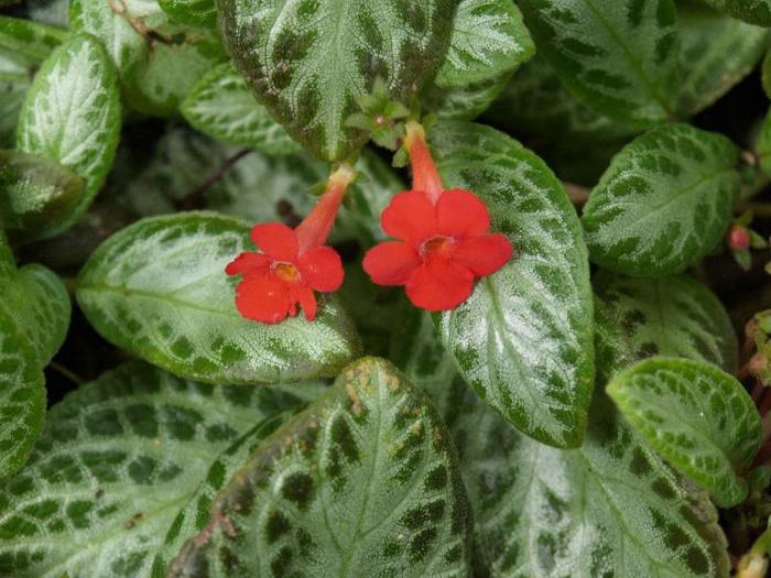 P7046964e - Episcia