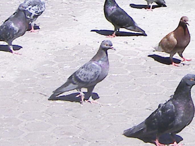 Picture 257 - 18c Bucuresti