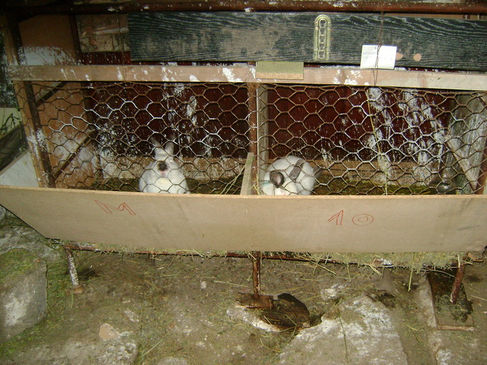 Picture 114 - iepuri californieni
