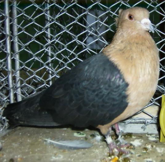 Pale dP(palid)(Porumbel Archangel negru cu pieptul auriu) - Culorile Porumbeilor NET