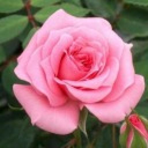 Danielle_1141348615 - animale si flori