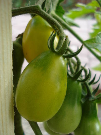 Tomato Yellow Pear (2009, July 09) - Tomato Yellow Pear