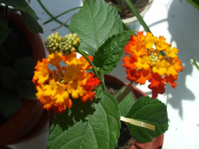 DSCF1168 - Flori