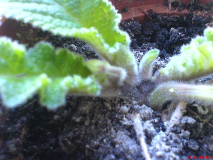 bobocel strepto.; e in partea dreapta a pozei. e micut dar sper sa se faca mare
