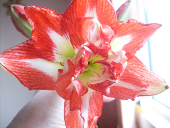 prima floare - pasadena-dublu