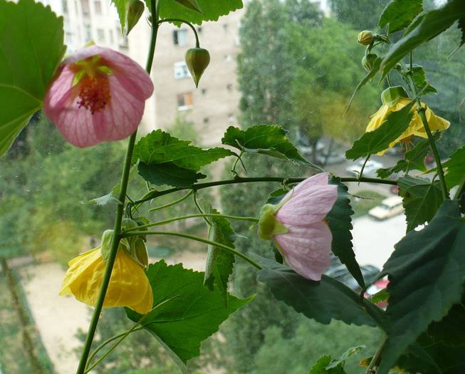 P1120779 - ABUTILONI