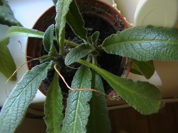 15.01 - streptocarpus 2009