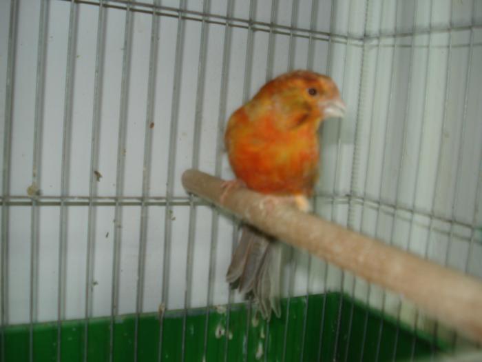 DSC00699 - canari