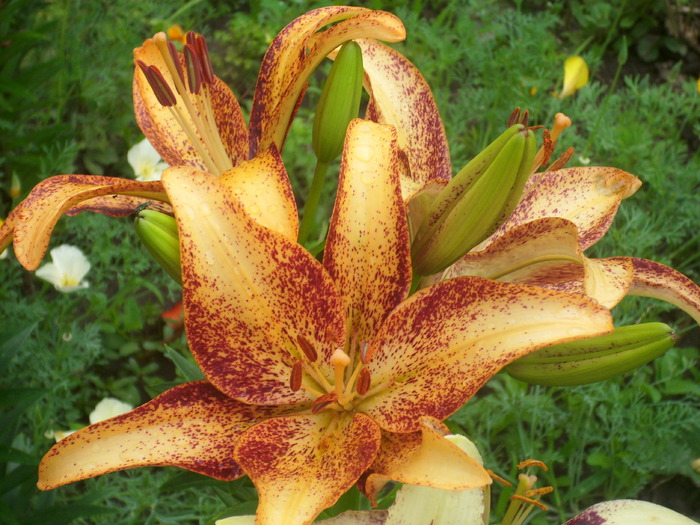 DSCI1082 - flori din gradina mea