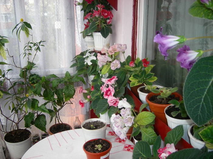 Gloxenii - Flori - 2009