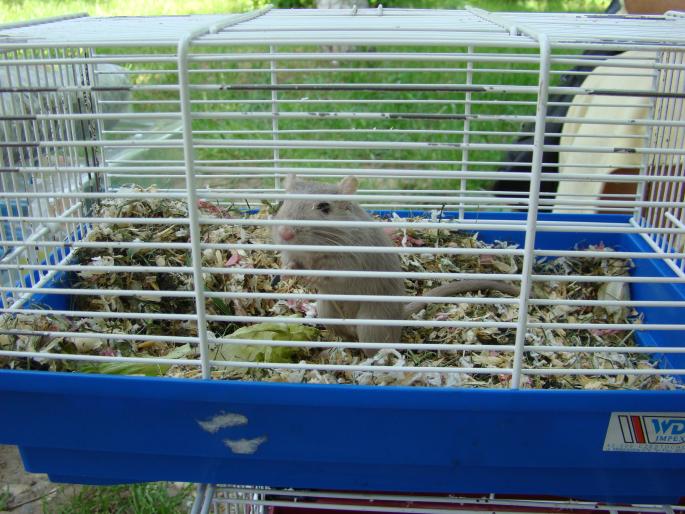 DSC00669 - 18-05-2008
