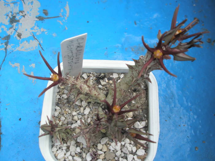 Carralluma mentjetsiana - 15.08