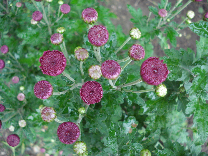 Purple Chrysanths (2009, Oct.17) - 10 Garden in October