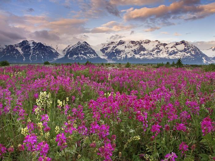 Fields of Vetch, Alsek River Valley, British Columbia, Canada - Canada Wallpapers