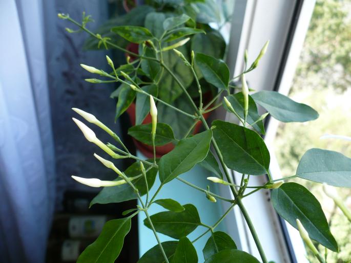 boboci - Alte plante