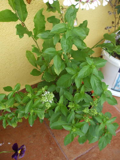Picture 042 - Flori