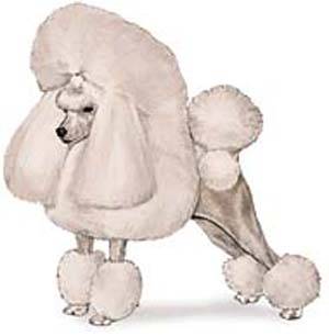 Poodle