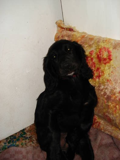 DSC09576 - ANIMALUTELE MELE