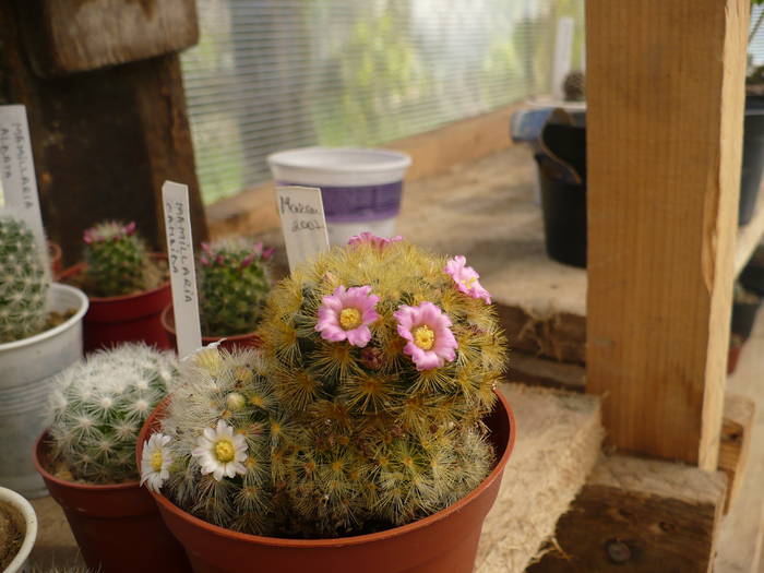 Mamillaria carmene - Cactusi 2009