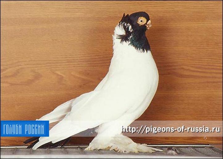 enigsberg colortail2 - rase de porumbei de care as dori sa achizitionez