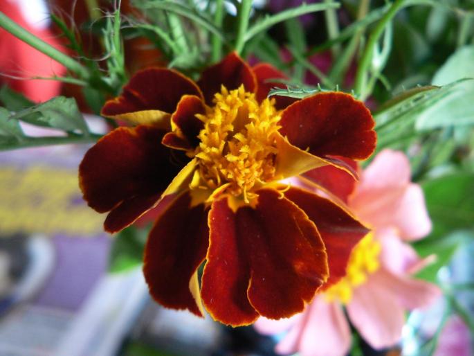 P1010200 - 2008 florii