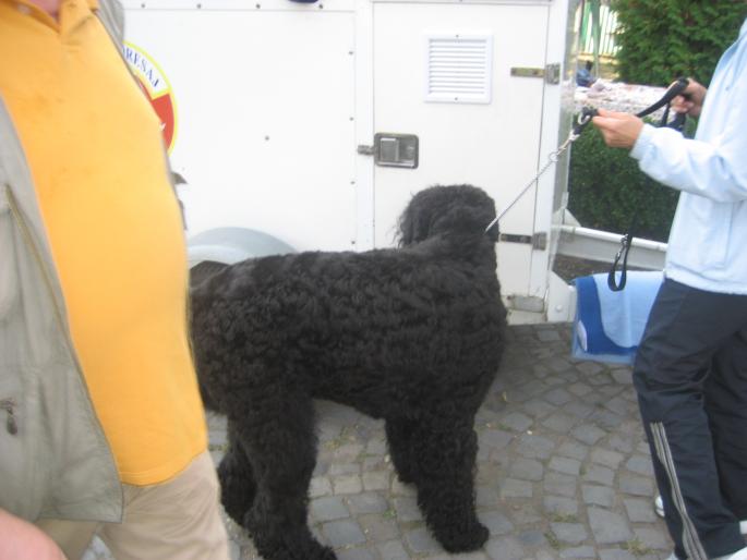 IMG_3323 - EXPO Tg Mures 2008