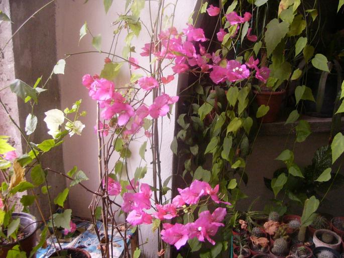 bougainvillia