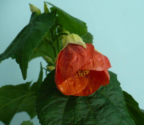 P1140429 - ABUTILONI