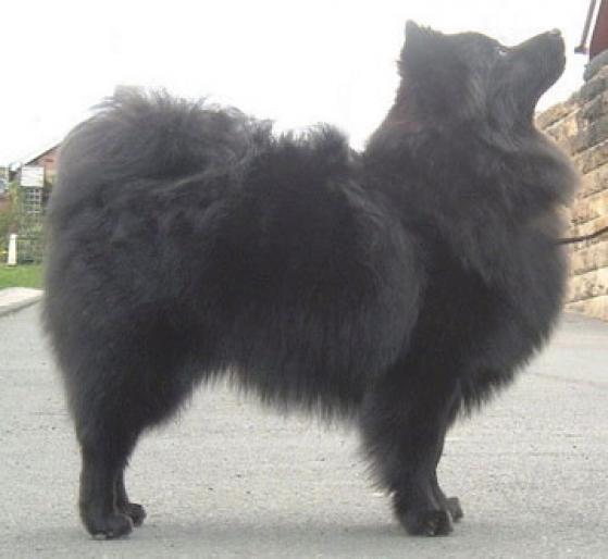 SPITZ GERMAN - RASE CAINI