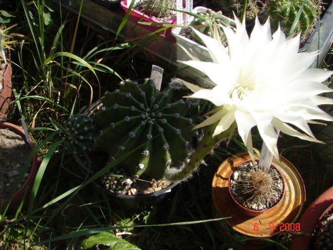 Echinopsis eyresii - 2008