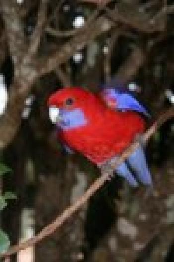rosella - PAPAGALI