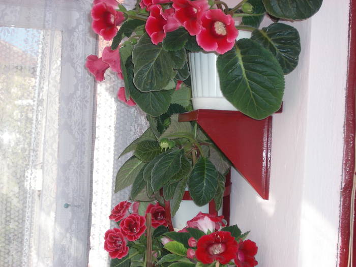 Gloxinii - Flori - 2009