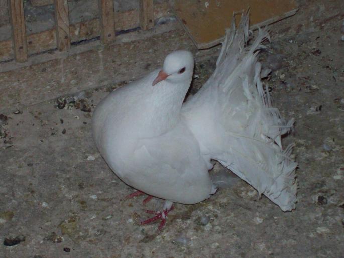 poze 259 - porumbei albi-nunti si ornament