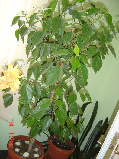 Hibiscus portocaliu