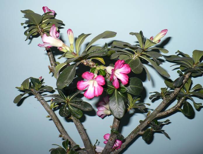 P1120384 - ADENIUM OBESUM