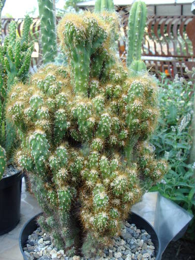 Cereus jamacarus f.monstruosus - Columnari