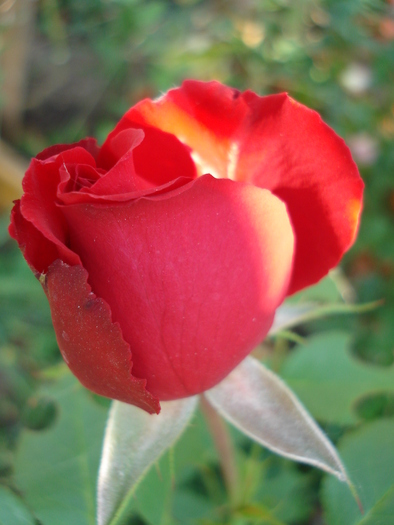 Rose Dame de Coeur (2009, August 18) - Rose Dame de Coeur