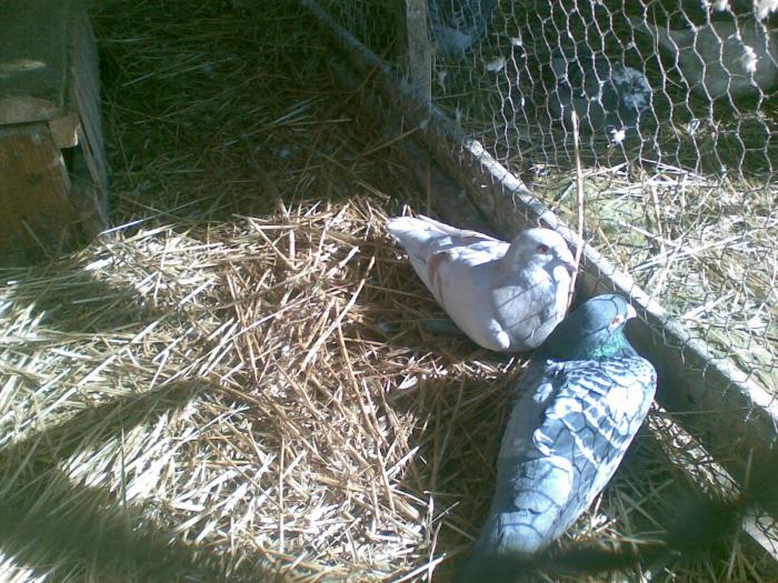 vcnb - Porumbei voiajori