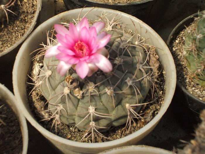 Gymnocalycium ferrarii - colectia mea de cactusi