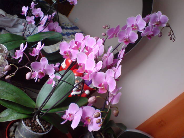 DSC00581 - Phalaenopsis