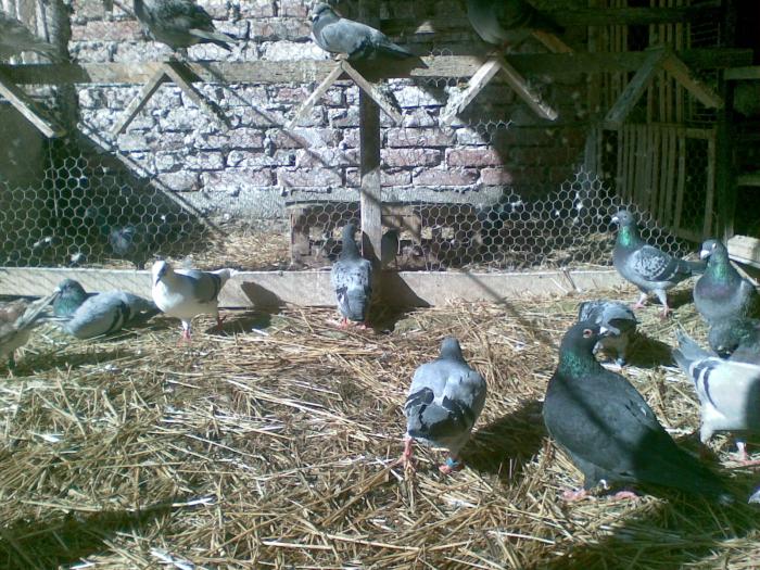 ukk - Porumbei voiajori