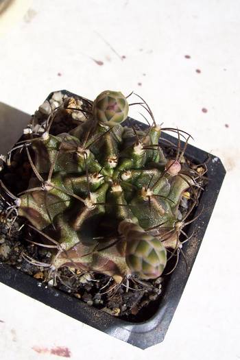 100_5903; Gymnocalycium horstii
