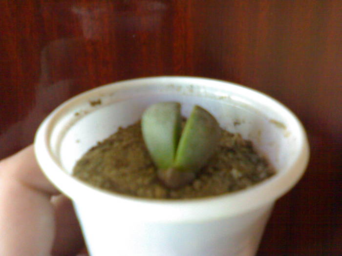 Pleiospilos nelii