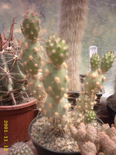 76-Tephrocactus dimorphus - cactusi